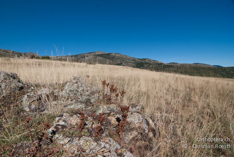 Trockensteppe - FR, Pyrénées-Orientales, Enveitg, 06.10.2010