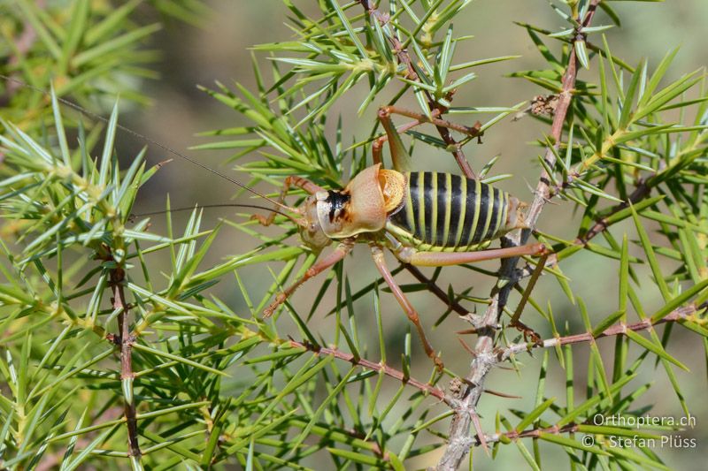 Ephippiger diurnus ♂ - FR, Plateau d'Aumelas, 11.07.2014