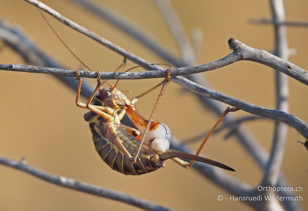 Ephippiger discoidalis ♀ frisst Spermatophore - HR, Istrien, Premantura, 22.07.2015