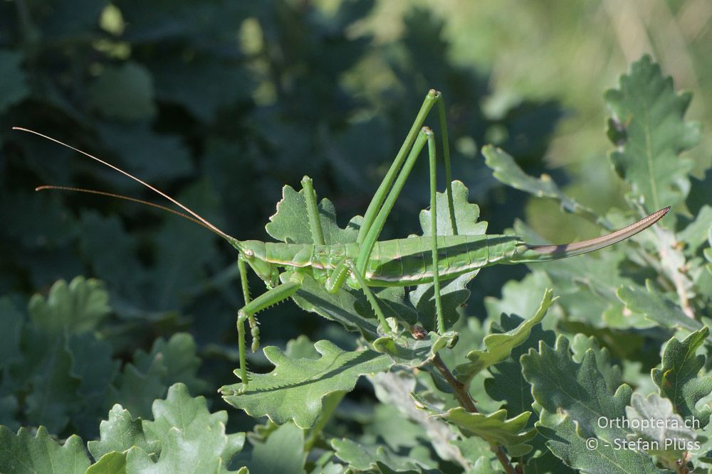 Saga pedo ♂ - AT, Niederoesterreich, Eichkogel bei Mödling, 07.07.2018