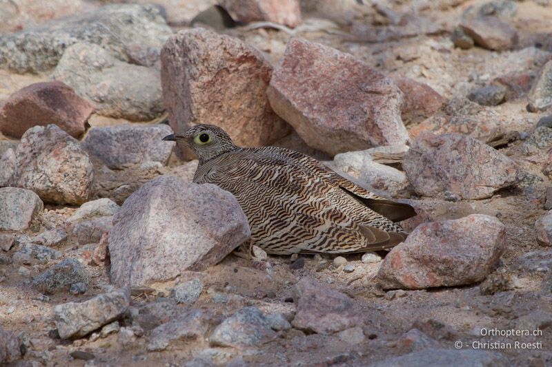 Wellenflughuhn (Lichtenstein's Sandgrouse, Pterocles lichtensteinii), Weibchen. Wadi Araba, 26.05.2011