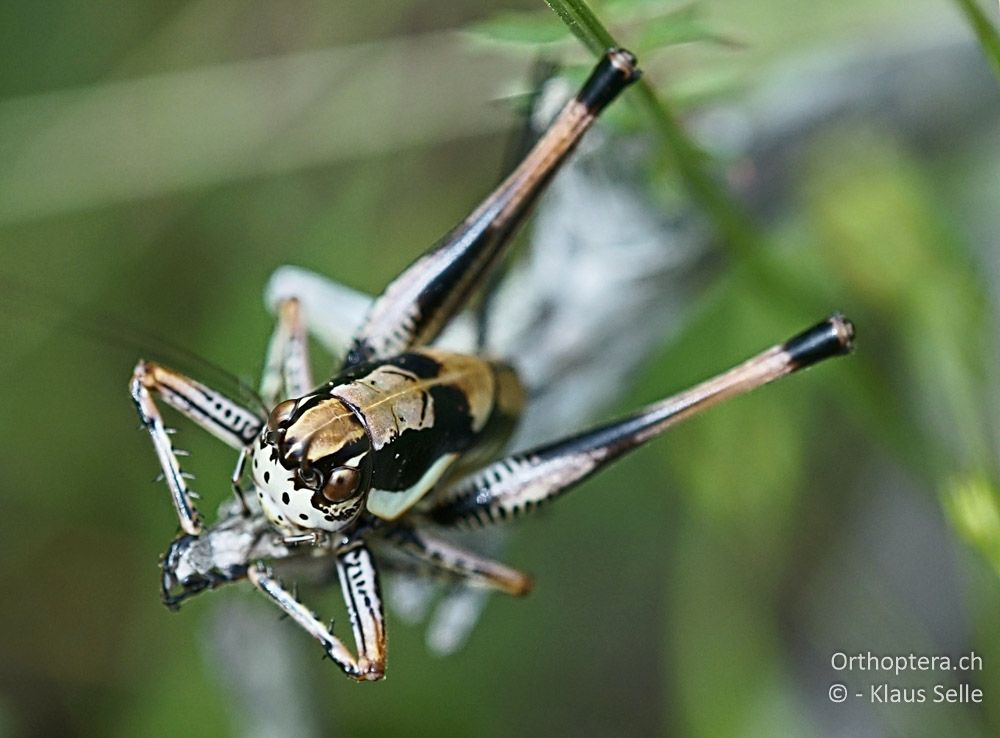 Larve von Eupholidoptera schmidti ♀ - HR, Istrien, Bokordići, 19.06.2016