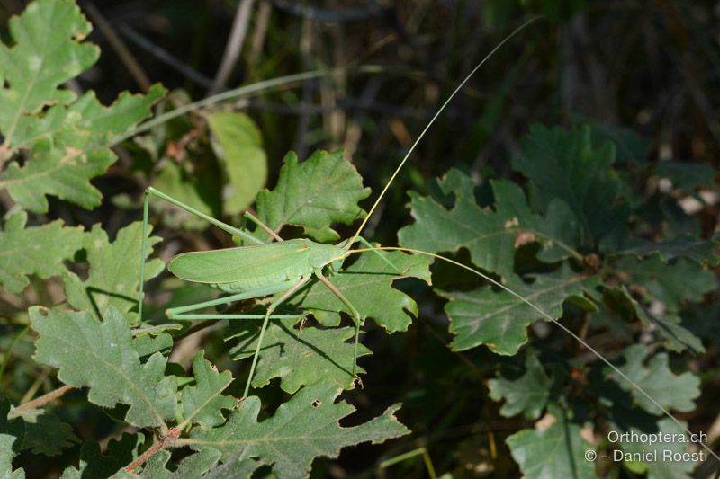 Acrometopa macropoda ♀ - HR, Istrien, Svetvinčenat, 19.07.2015