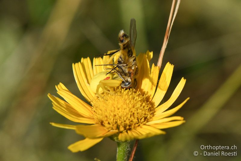 Krabbenspinne mit Opfer auf Alant - AT, Niederösterreich, Eichkogel bei Mödling, 07.07.2018