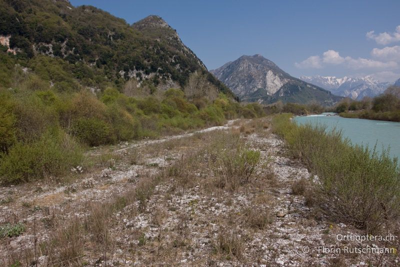 Flusskies-Pionierstandort mit lockerer Krautschicht - IT, Friuli-Venezia Giulia, Peonis, 09.04.2009