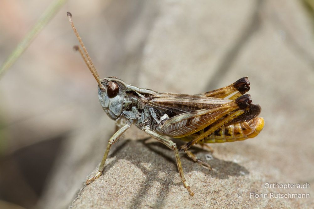 Gefleckte Keulenschrecke (Myrmeleotettix maculatus) - Mt. Smolikas, 20.07.2011