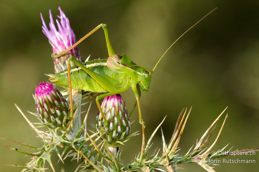 Poecilimon pindos - Smixi, 20.07.2011