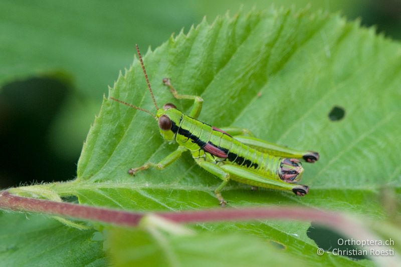 Odontopodisma schmidtii ♂ - IT, Venetien, Brendola, 22.06.2010