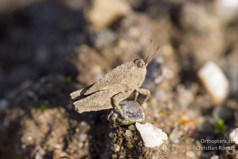 Larve von Tetrix tenuicornis. Dieses Tier ist erst kürzlich aus dem Winterversteck gekrochen und noch mit Erd- und Sandpartikeln überzogen - CH, BE, Bern, 08.03.2014