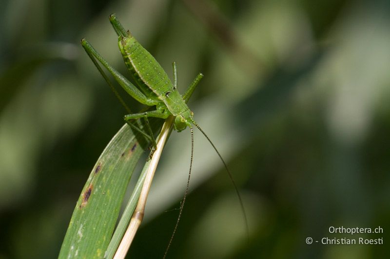 Larve von Leptophyes boscii ♂ im letzten Larvenstadium - HR, Istrien, Pazin, 12.06.2014