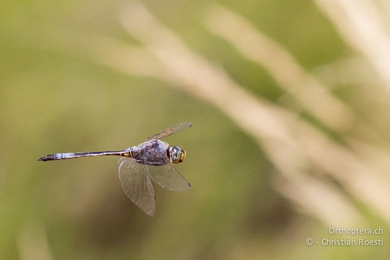 Zygonyx natalensis, Blue Cascader ♂ - SA, Nort West, Rustenburg, Magaliesberg, 14.01.2015