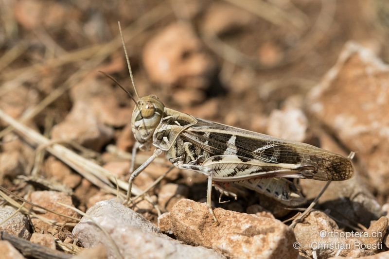 Oedaleus decorus ♂ - HR, Primorsko-goranska županija, Cres, Predošćica, 23.07.2015