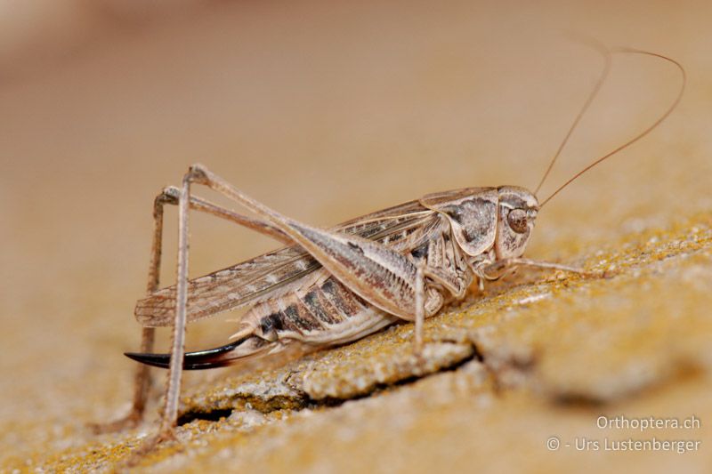 Platycleis affinis - FR, bei Saint-Martin-de-Crau, 08.07.2014