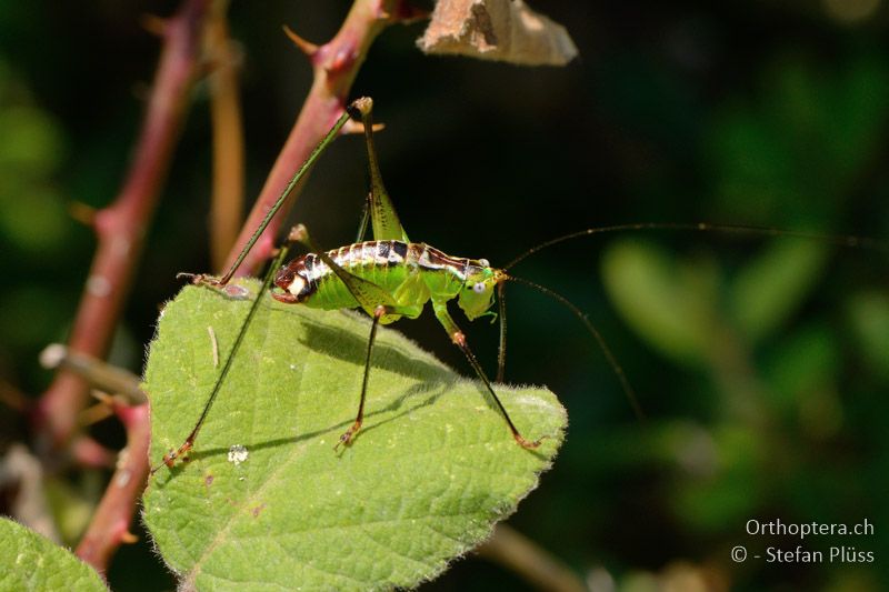 ♂ von Andreiniimon nuptialis - GR, Zentralmakedonien, Ex Situ, Volvi-See, 05.07.2013