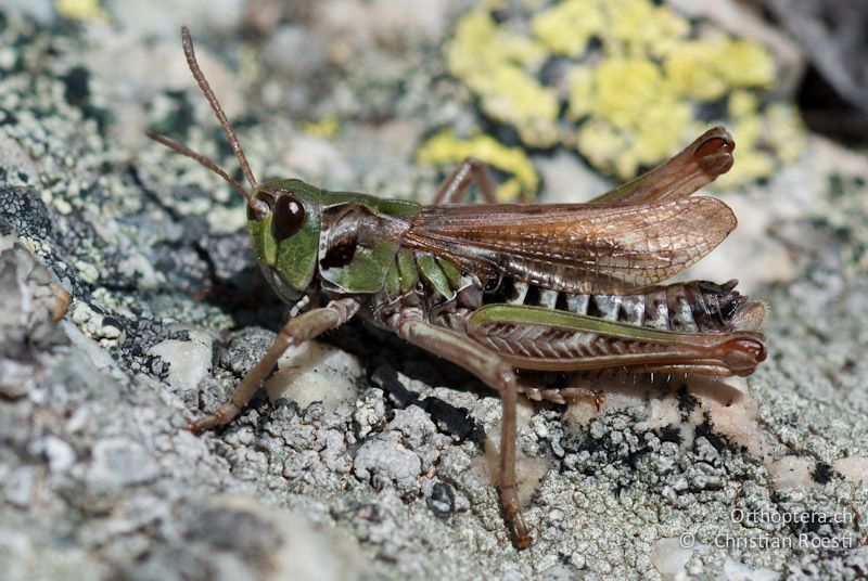 Aeropedellus variegatus ♂. Das verbreiterte Subcostalfeld ist schön zu sehen - CH, GR, Muottas Muragl, 02.08.2008