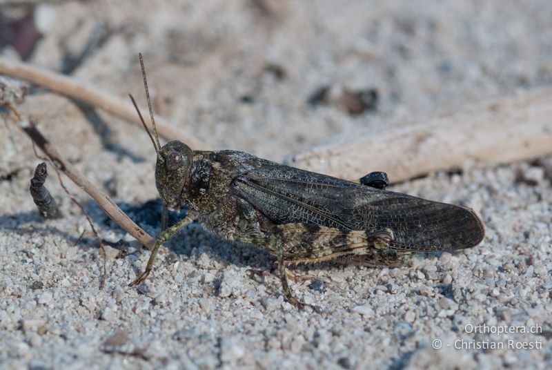 Bryodemella tuberculata ♂ - DE, Bayern, Vorderriss, 03.08.2008