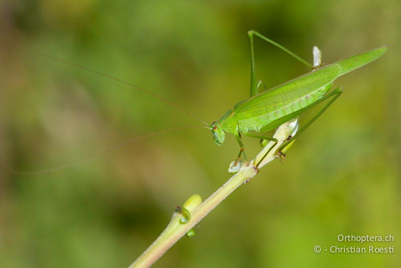 Phaneroptera falcata ♀ - CH, SH, Neunkirch, 09.08.2008