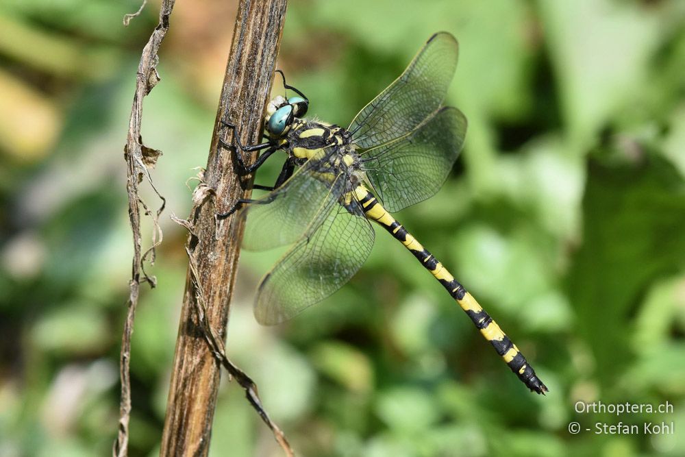 Türkische Quelljungfer (Cordulegaster insignis insignis) ♂ - BG, Chaskowo, Matochina, 09.07.2018