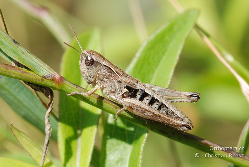 Stenobothrus crassipes ♀ - AT, Niederösterreich, Ebergassing, 29.06.2008