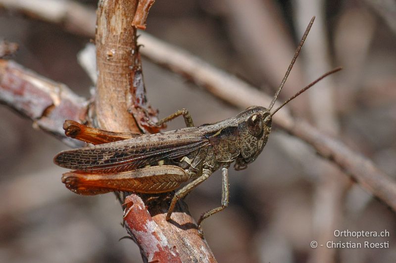 Chorthippus vagans ♂ - CH, VS, Salgesch, 31.07.2007