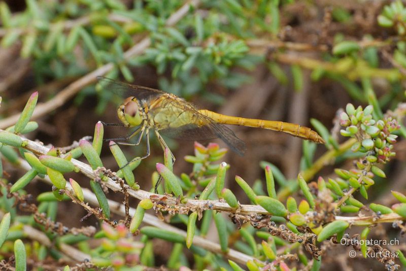 Südliche Heidelibelle (Sympetrum meridionale) ♂ - FR, Grube bei St. Gilles, 10.07.2014