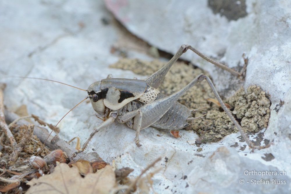 Pholidoptera dalmatica ♂ - HR, Cres, Predošćica, 23.07.2015