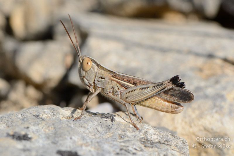 Ramburiella hispanica ♂ - FR, Ginasservis, 05.07.2014