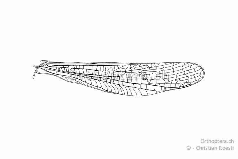 Linker Vorderflügel von Chorthippus eisentrauti ♂ in Ruhestellung am Tier.