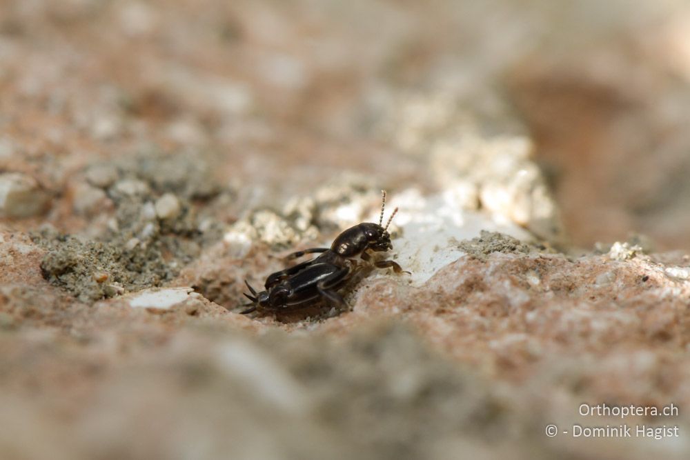 Larve der Grabschrecke Xya cf. variegata - Bei Neraida, 21.07.2011