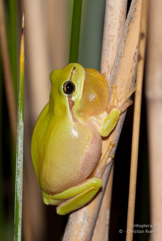 Mittelmeer-Laubfrosch, Hyla meridionale, Männchen