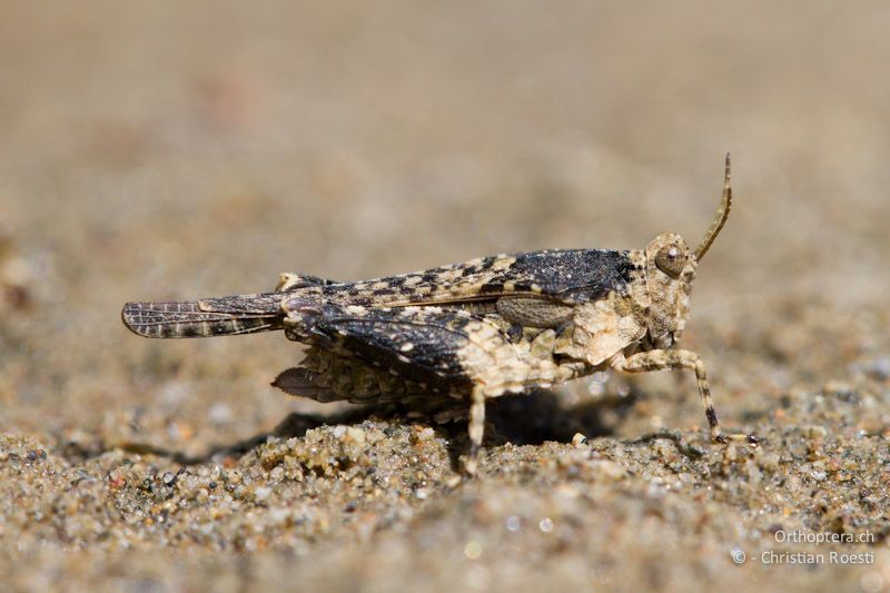 Weibchen von Mittelmeer-Dornschrecke (Paratettix meridionalis). Dolna Kula an der Krumovitsa, 24.04.2012