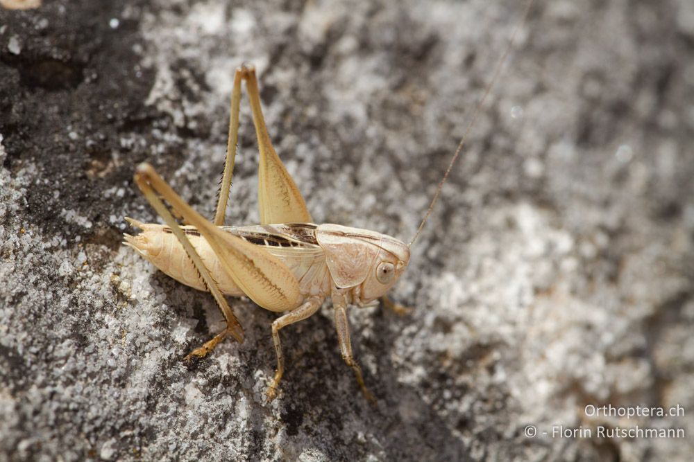 Die winzige Beissschrecke Tessellana nigrosignata - Südöstlich von Florina, 19.07.2012