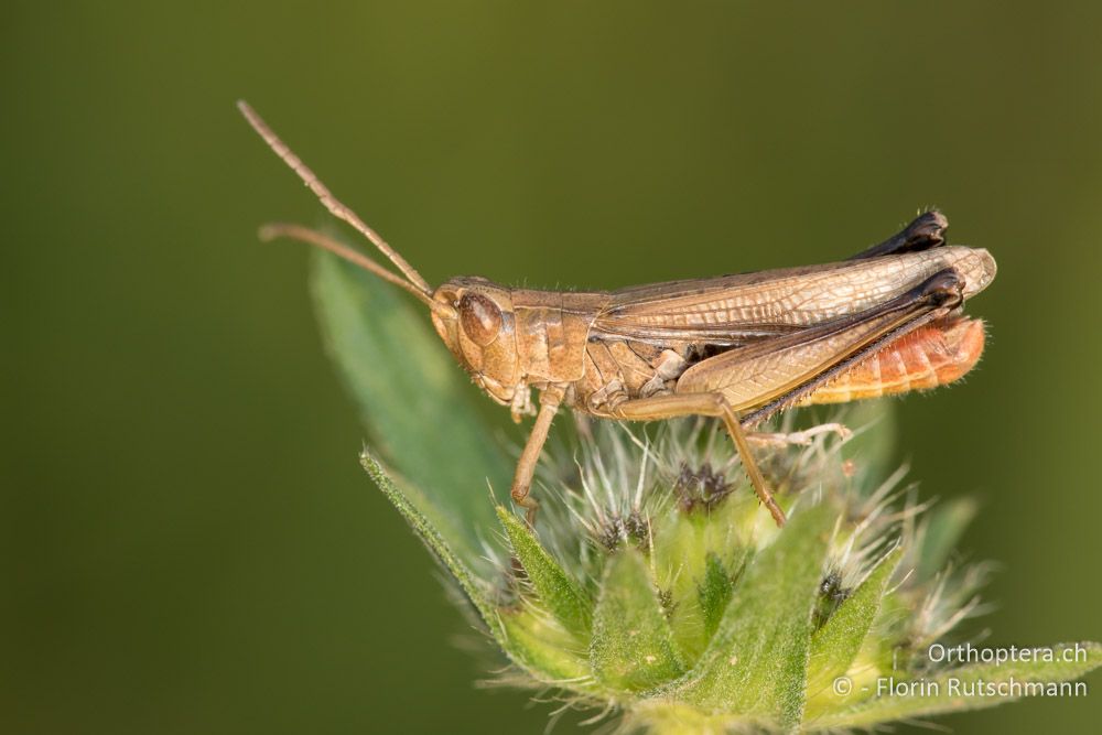 Chorthippus oschei ♂ - SLO, Osrednjeslovenska, Podpeč, 18.07.2015