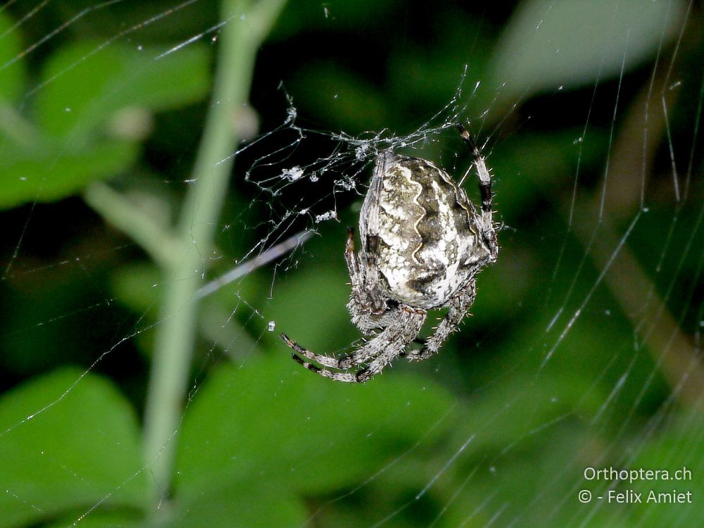 Gehörnte Kreuzspinne (Araneus angulatus) - GR, Zentralmakedonien, Kerkini-See, 08.07.2013