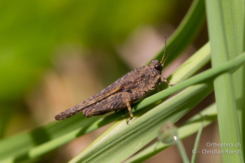 Tetrix ceperoi ♂ - HR, Primorje-Gorski, Krk, 07.06.2014