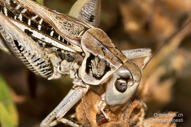 Decticus albifrons ♂. Der Mittelkiel des Halsschildes ist auf der ganzen Länge ausgeprägt - HR, Istrien, Premantura, 22.07.2015