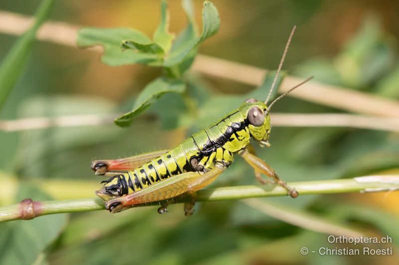 Micropodisma salamandra ♂ - HR, Istrien, Račja Vas, Dol, 24.07.2015