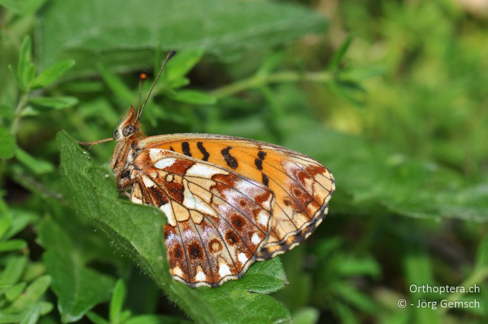 Boloria dia - HR, Istrien, Ponte Porton, 23.06.2016