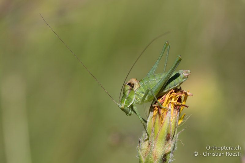 ♂ der Gehöckerten Buntschrecke (Poecilimon ampliatus), für mich ein Highlight - SLO, Sežana, Laže, 18.06.2016