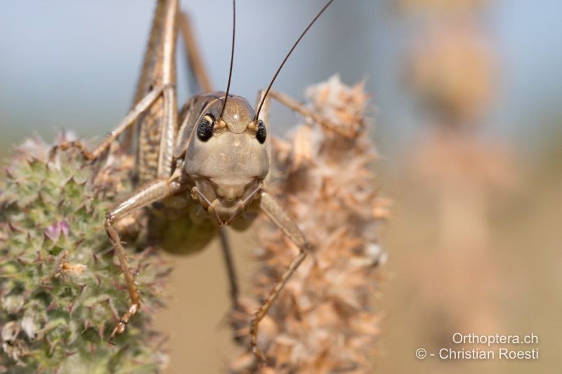 Decticus albifrons ♂. Der Kopf ist ausgesprochen bullig, das mittlere Punktauge ist auf der Höhe des Unterrandes der Augen und Fühlerbasen in der Kopfmitte gut sichtbar - BG, Oreshari, Khaskovo, Oreshari, 06.07.2019