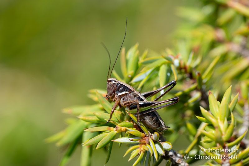 Larve von Metrioptera brachyptera ♂ im zweitletzten Stadium - CH, VS, Törbel, 13.08.2024