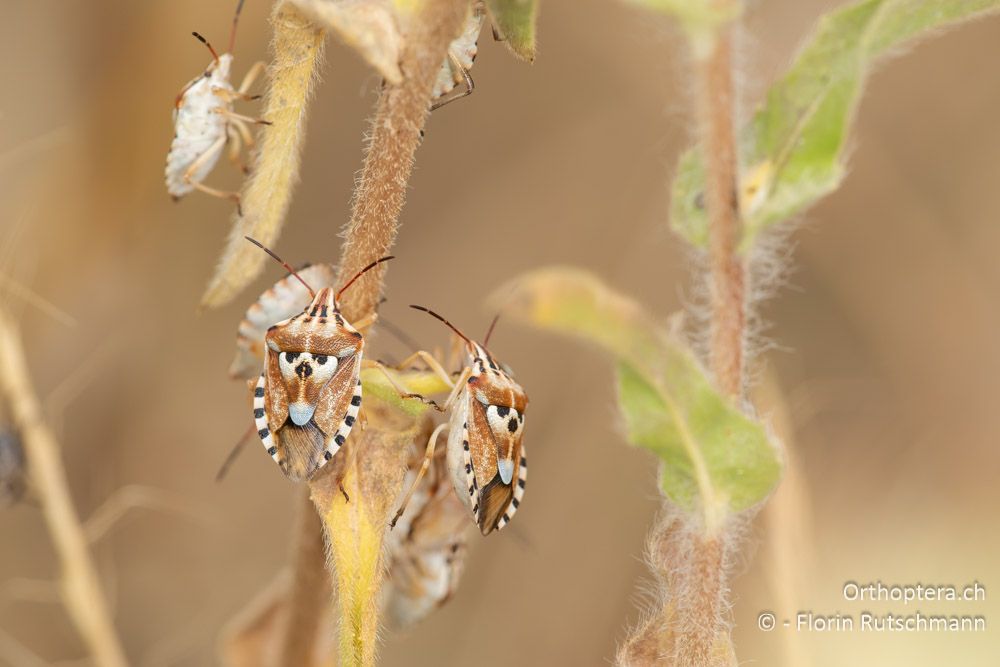 Codophila varia - GR, Epirus, Preveza, 06.06.2024