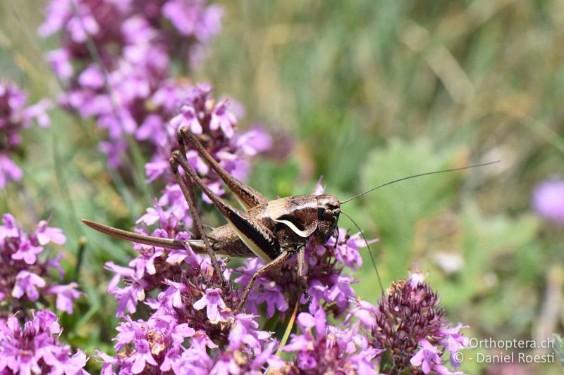 Pholidoptera rhodopensis ♀ - BG, Blagoewgrad, Pirin-Gebirge, 12.07.2018