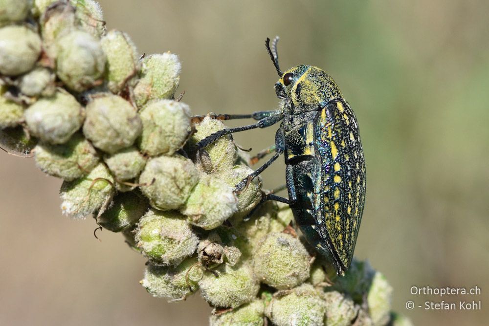 Prachtkäfer (Julodis ehrenbergii ?) ♀ - BG, Blagoevgrad, Ploski, 14.07.2018