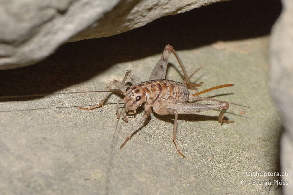 Gryllomorpha dalmatina ♀ - HR, Istrien, Pazin, 21.07.2015