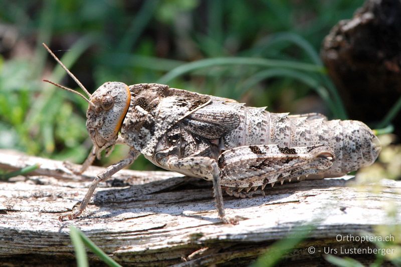 ♀ der dornenbewehrten Steinschrecke Prionotropis hystrix azami - FR, Col des Portes, 06.07.2014