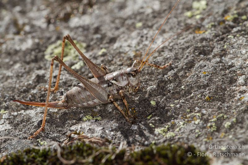 Antaxius pedestris ♀ - CH, GR, Puschlav, 19.09.2013