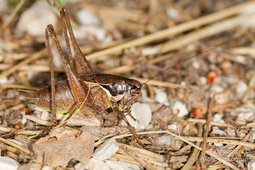 Männchen von Pholidoptera littoralis littoralis - HR, Istrien, Pazin, 12.06.2014