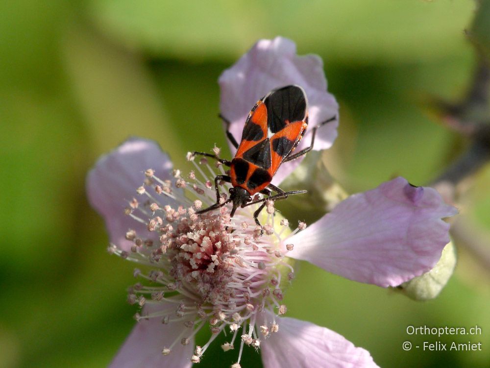 Schwalbenwurzwanze (Tropidothorax leucopterus) - GR, Zentralmakedonien, Volvi-See, 05.07.2013