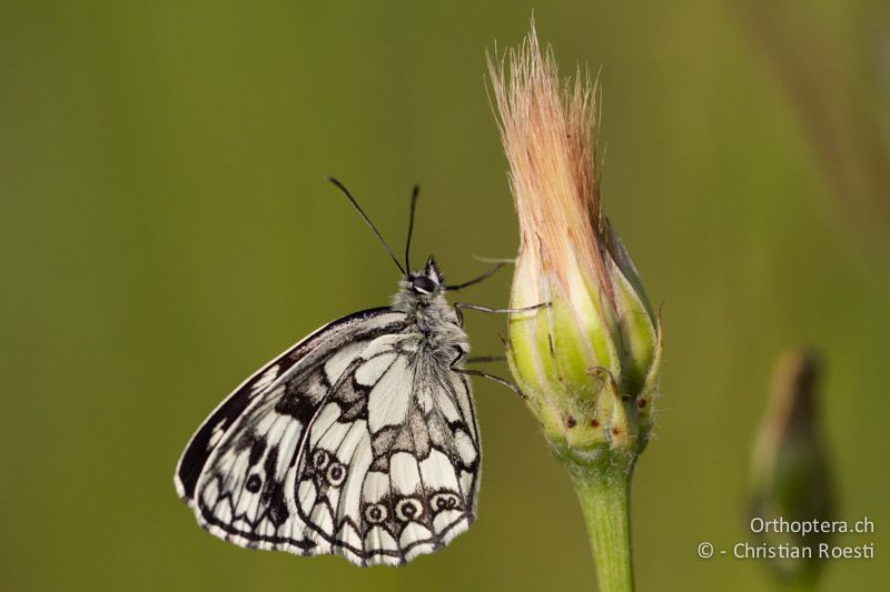 Schachbrettfalter - HR, Istrien, Borinići, 02.06.2014